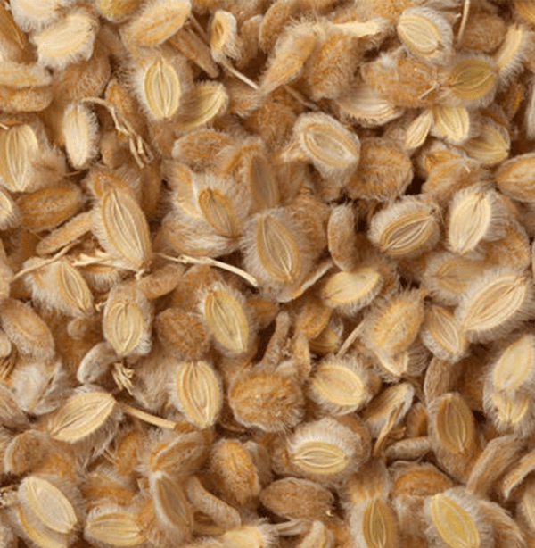 الكمون الصوفي الصحراوي